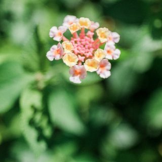 Chios Island American Ceremony wedding photography 4883 1