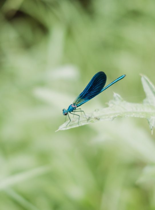 Nature photography 6460